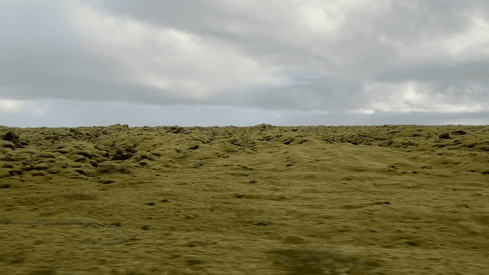 moss